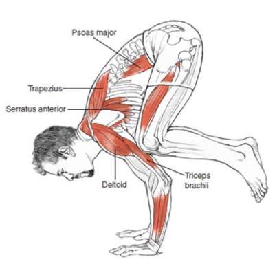 Anatomy for the Yoga Teacher's photo