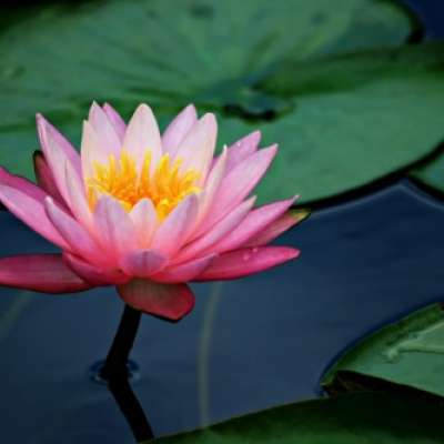 Still Water, Where the Lotus Blooms's photo