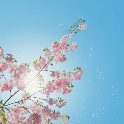 Ayurvedic Yoga & Nutrition for Spring's photo